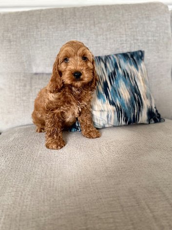F1 Show Line Cockapoo Puppies ️READY NOW️