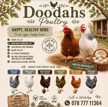 POINT OF LAY CHICKENS AVAILABLE NOW