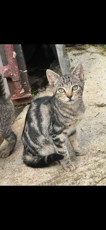 3 Tabby Kittens for sale