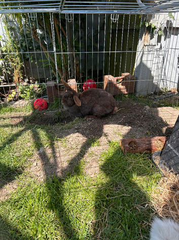Female rabbit for re home