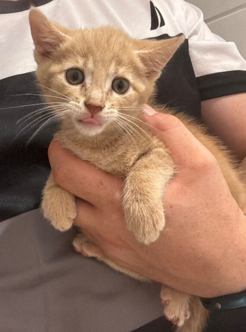 Last two boy kittens ready to go