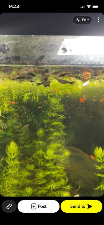 Mollys platys guppy&rsquo;s