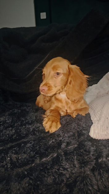 Red working cocker spaniel