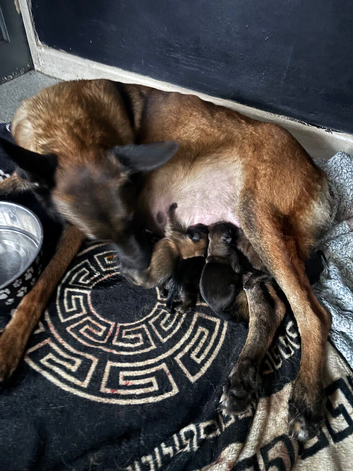 Belgium malinios puppy