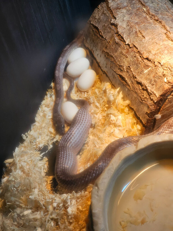 Stunning corn snakes