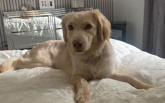 Golden Retriever X Lab