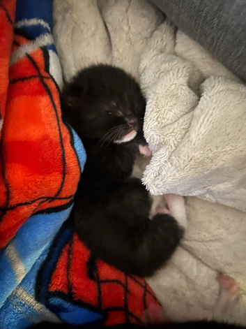 kittens for sale
