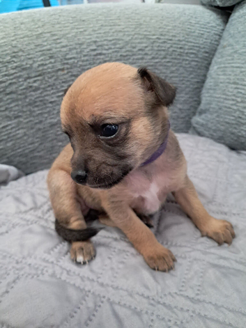 Beautiful Chihuahua Puppies