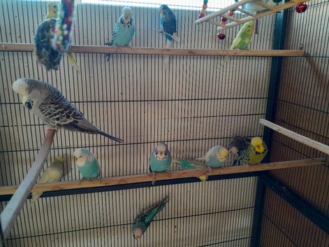 Young budgies 2026 hatched