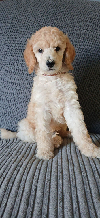 Standard poodle boy