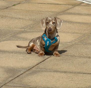 Isabella Dachshund