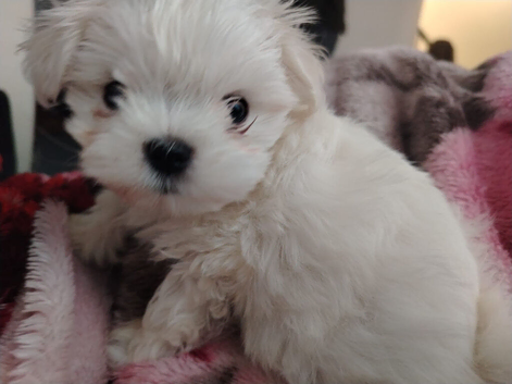Cute faces baby maltese