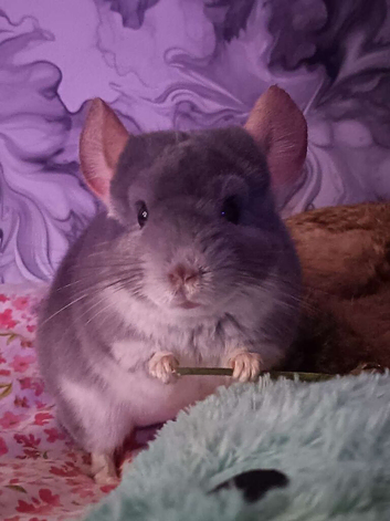 2 year old grey chinchilla