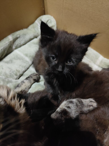 4 kittens