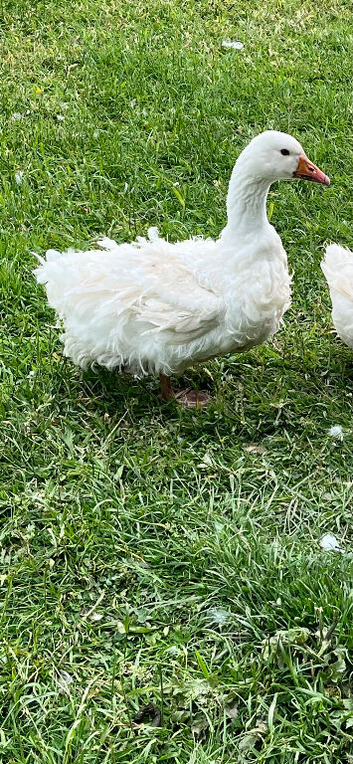 Pair sebastopol geese for sale
