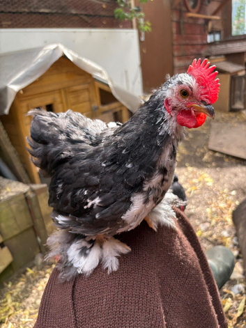 Looking for good home!