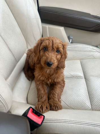 Cockapoo puppy boy