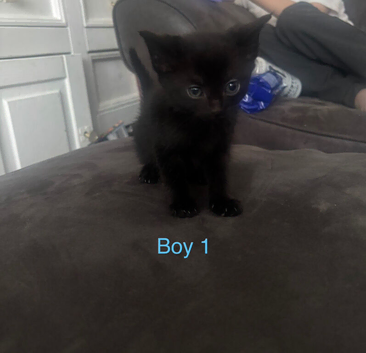Kitten&rsquo;s ready to leave