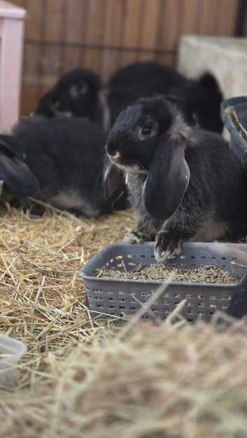 French lop x Continental giant