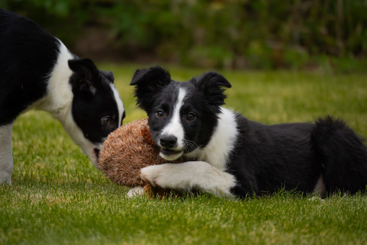 Black & white dog pup