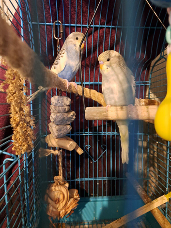 Baby budgies