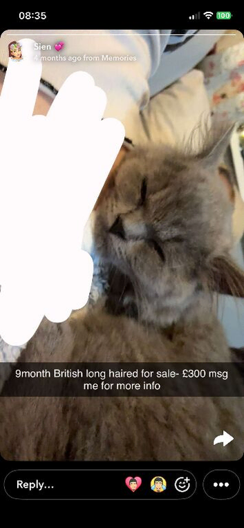 9 month old British long haired