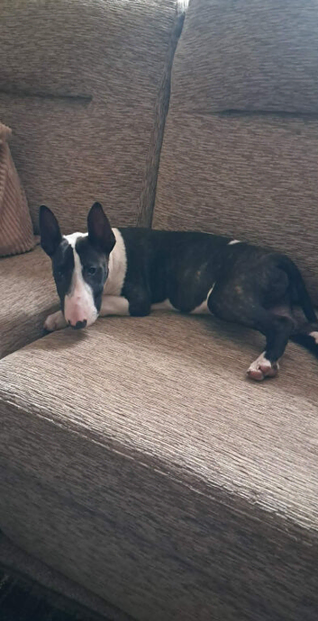 Male English bull terrier