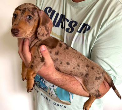 *+*+*+*+*+Fully KC REGD MINIATURE DACHSHUNDS ready now *+*+*+*+*+