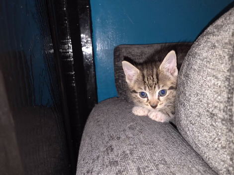 3 beautiful kittens