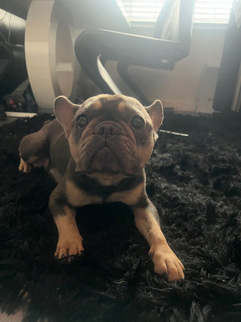French bull dog cross old tyke English bulldog