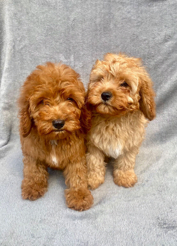 Red cavapoo puppies