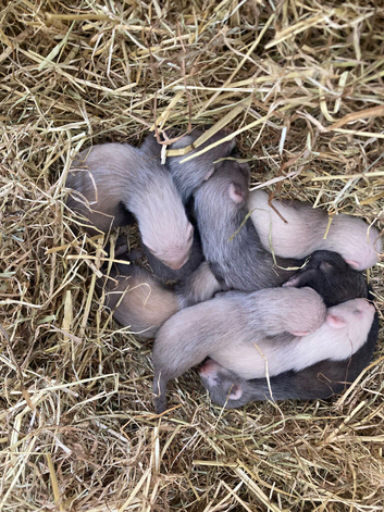 9 ferret kits