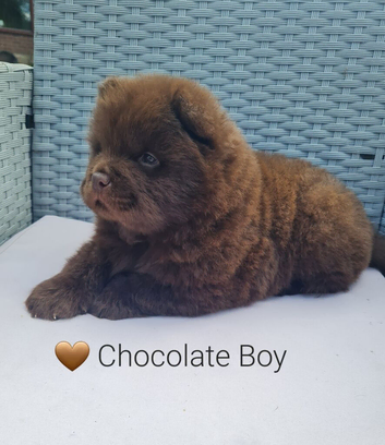 Last teddy bear puppy chow chow
