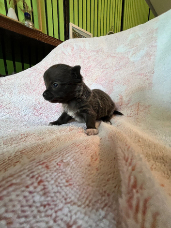 Blue chihuahua