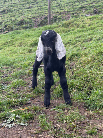 Pedigree Anglo Nubian kids for sale