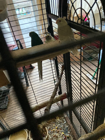 Kakariki babies  ready for new homes Now