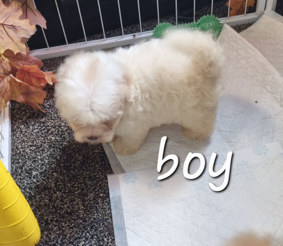 Shihpoos READY TO LEAVE FROM 11TH JULY
