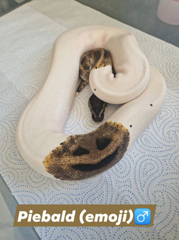 Various snakes available