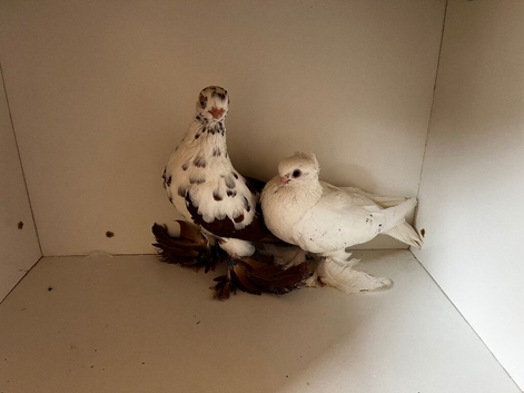 Show Pigeons