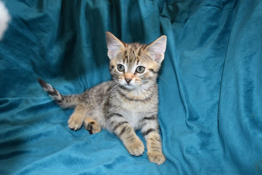 6 kittens for Sale