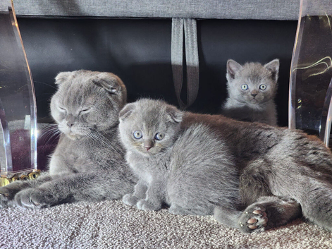 Scottish fold kittens