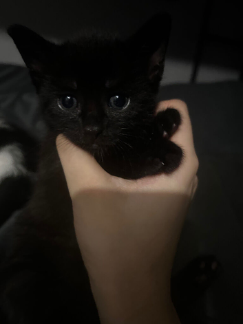 MY CUTE MIXED KITTENS!