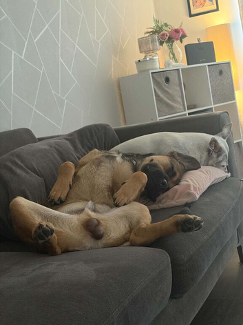 German shepherd x French bulldog