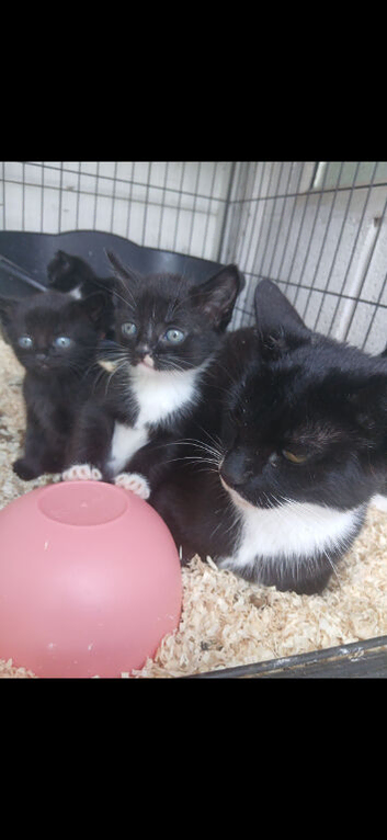 Kittens