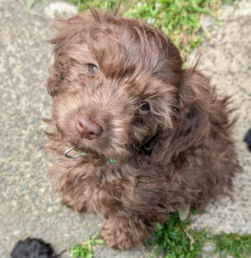 Cockapoo pups f2b Ready to leave