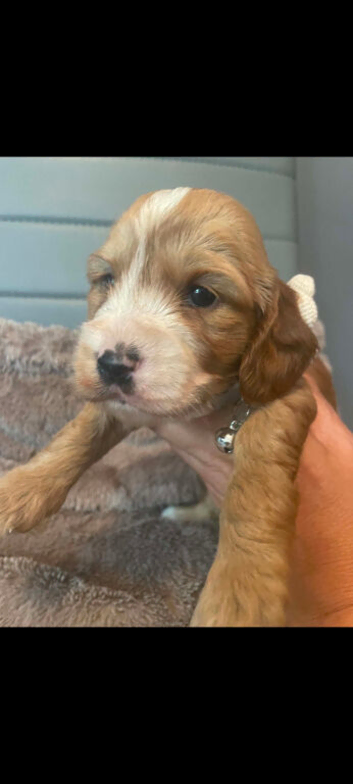 Cockapoo puppies for sale