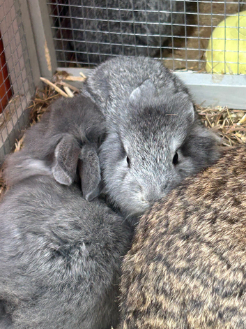 5 baby rabbits