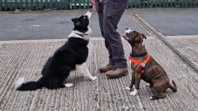 Award Winning Dog Training Academy