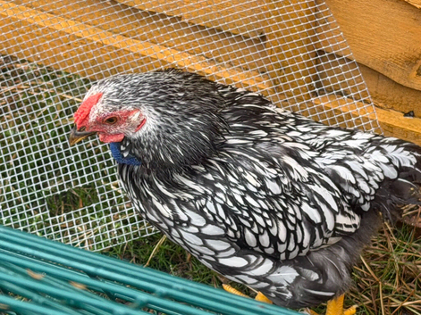 Pure Silver Laced Wyandotte Cockerel