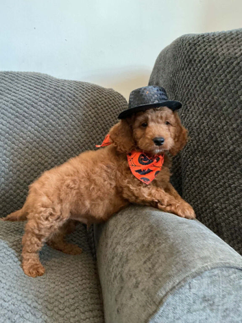 6 FOX RED CAVAPOO BOYS READY NOW